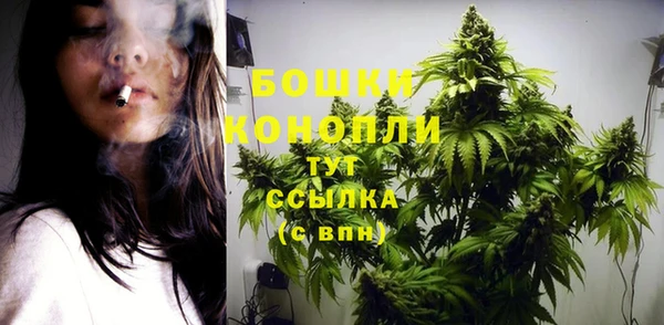 сатива Беломорск